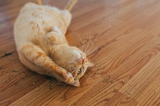 Cat lying on back on wood floor sprinkled with catnip