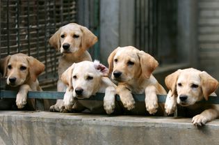 拉布拉多猎犬幼犬图片-拉布拉多猎犬幼犬的照片