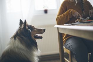 牧羊犬看着人类的食物