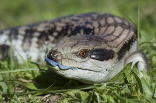 Blue tongued skink (Tiliqua scincoides)