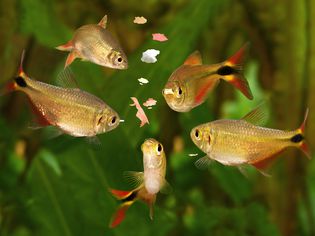 在西班牙水族馆里吃龙虾鱼的食物