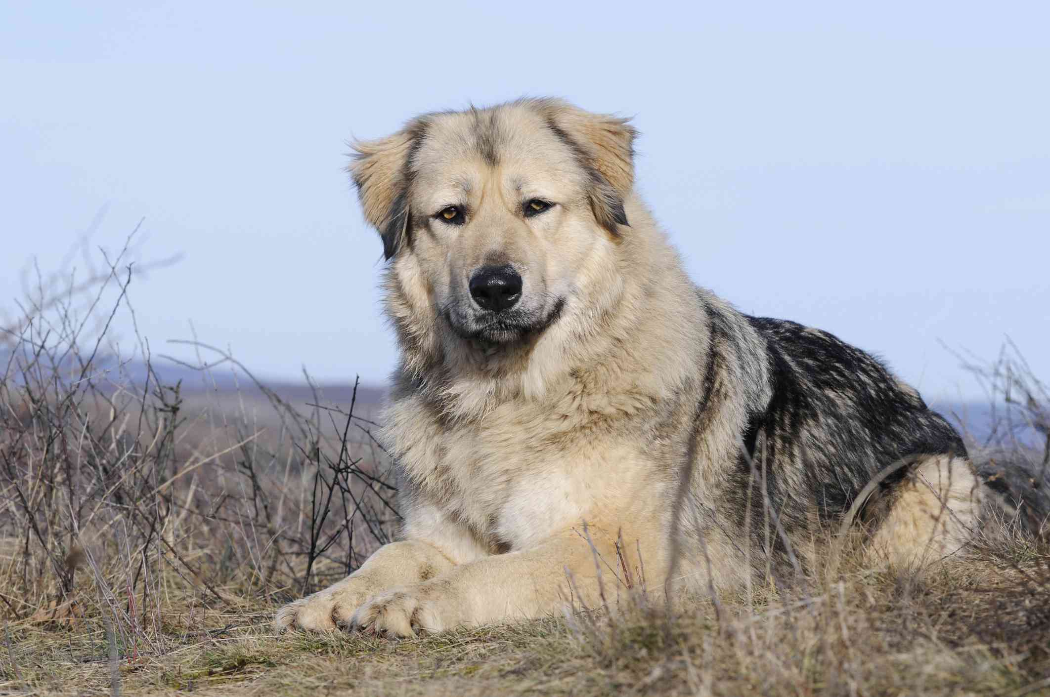 高加索牧羊犬坐着