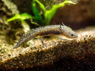 Small axolotl pet walking on bottom of tank in profile