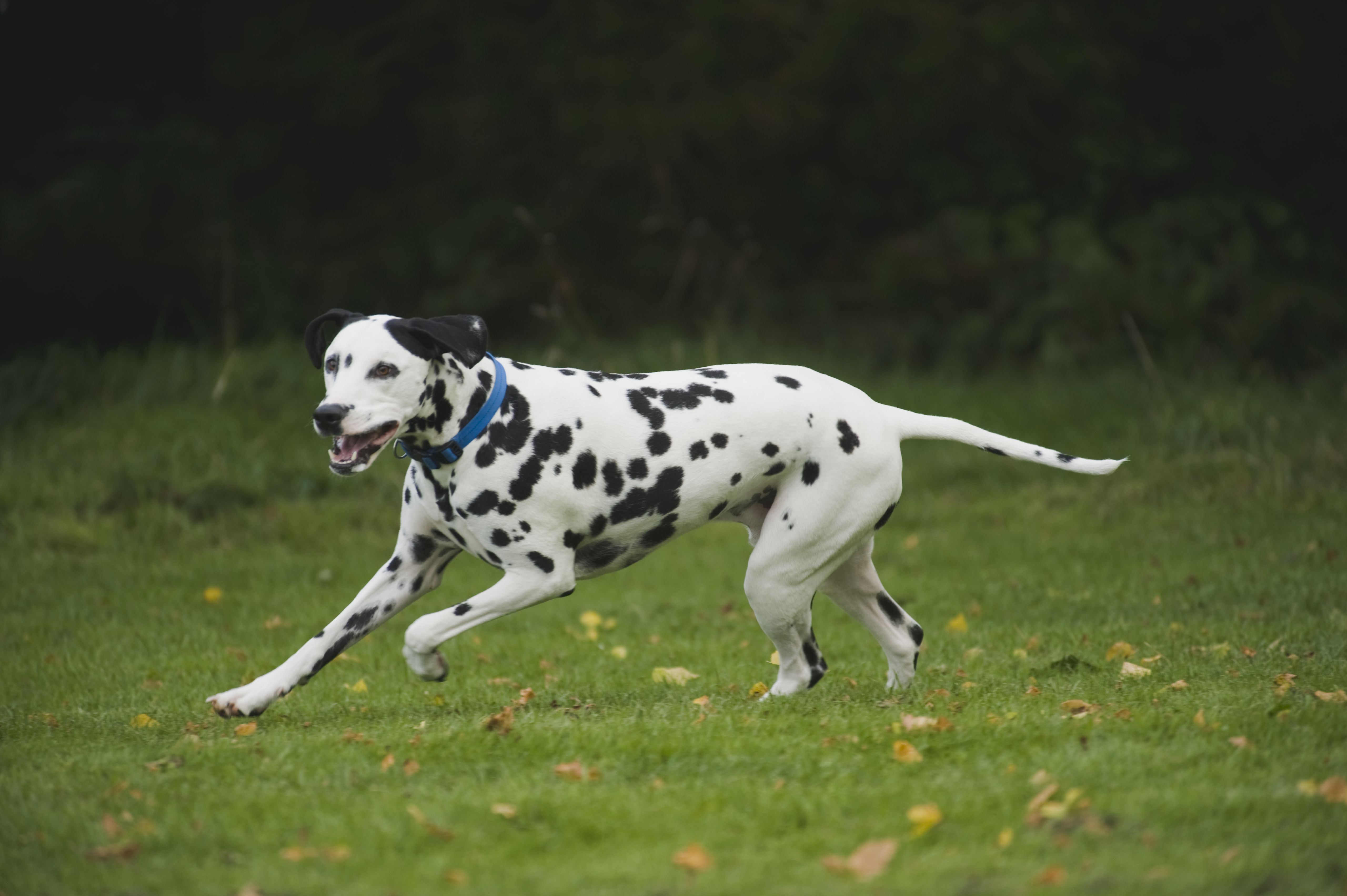 Energetic young Dalmatian running on grass