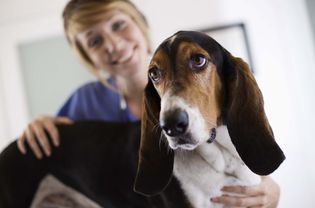 dog at vet sad basset hound