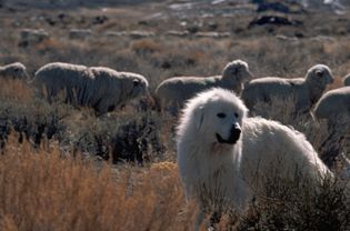 Great Pyrenees dog looking over its sheep.