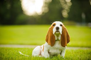 长着长耳朵的巴吉特猎犬坐在草地上。