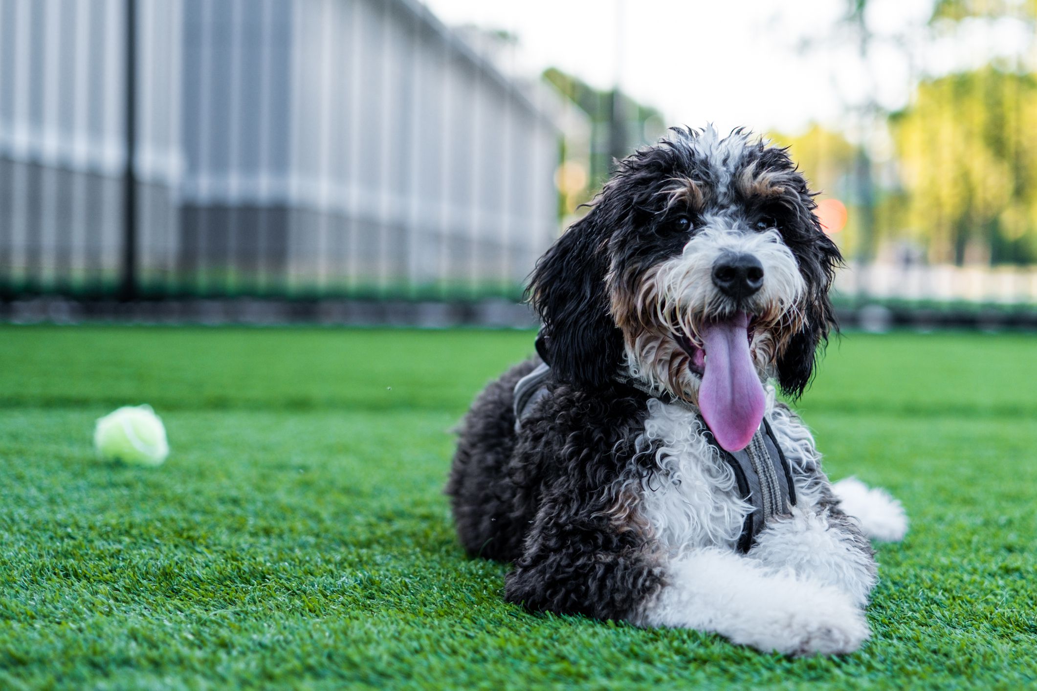 Bernedoodle lies on astro turf outside with a tennis ball.