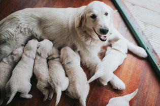 金毛猎犬生下一窝小狗后