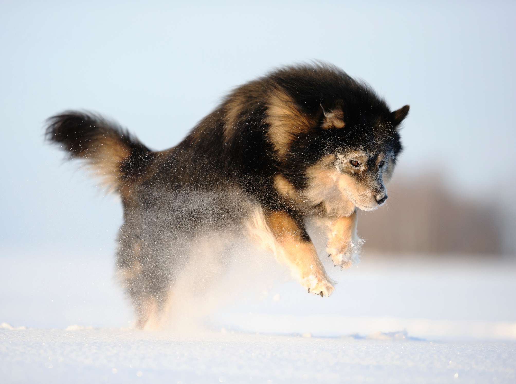 芬兰拉芬犬在雪中跳跃