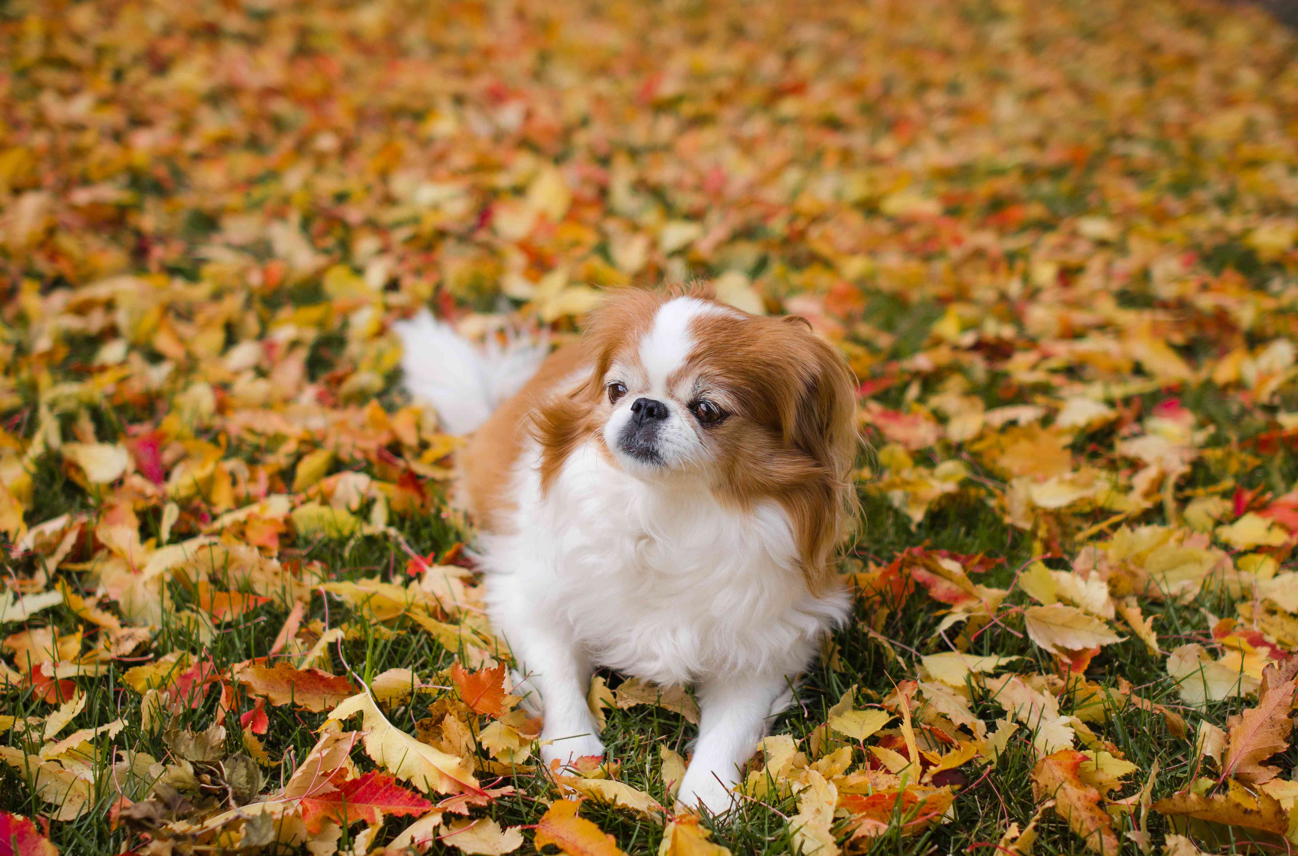 日本犬