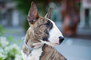 brindle and white bull terrier looking to the side