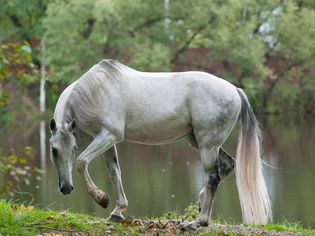 灰色Orlov Trotter in a pasture in front of a lake, preparing to lie down