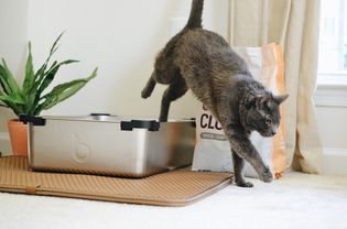 A gray cat jumps out of a robotic litter box