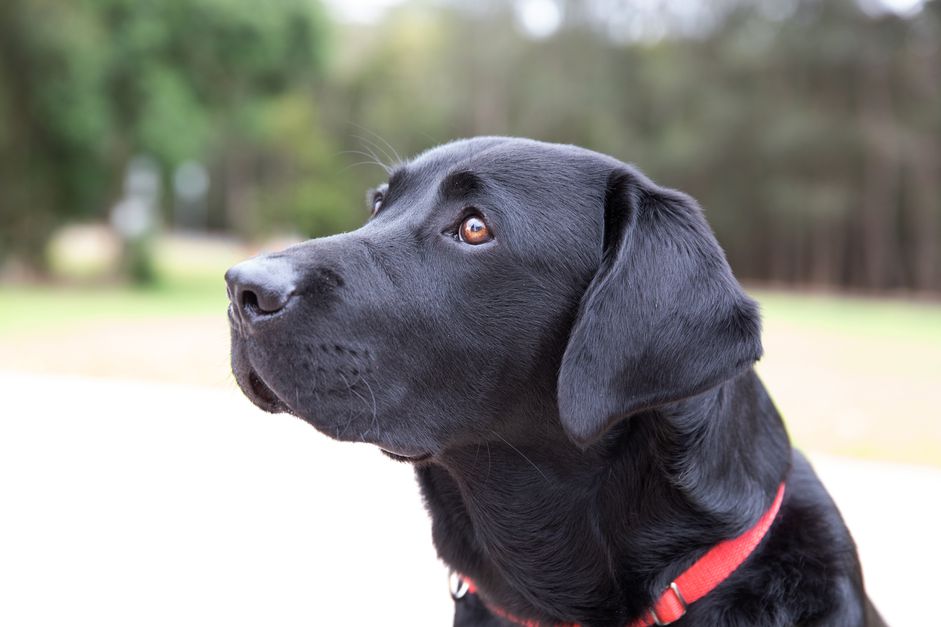 黑色拉布拉多寻回犬，红色项圈向上看