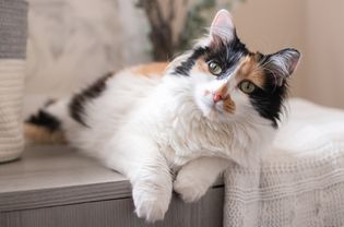 Calico cat with white fur and black and brown fur on face sitting on couch