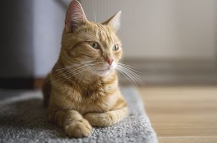 cat on carpet