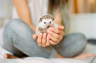 woman holding a hedgehog in her hands, an exotic pet