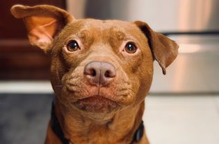 brown pit bull-type dog with one ear perked up