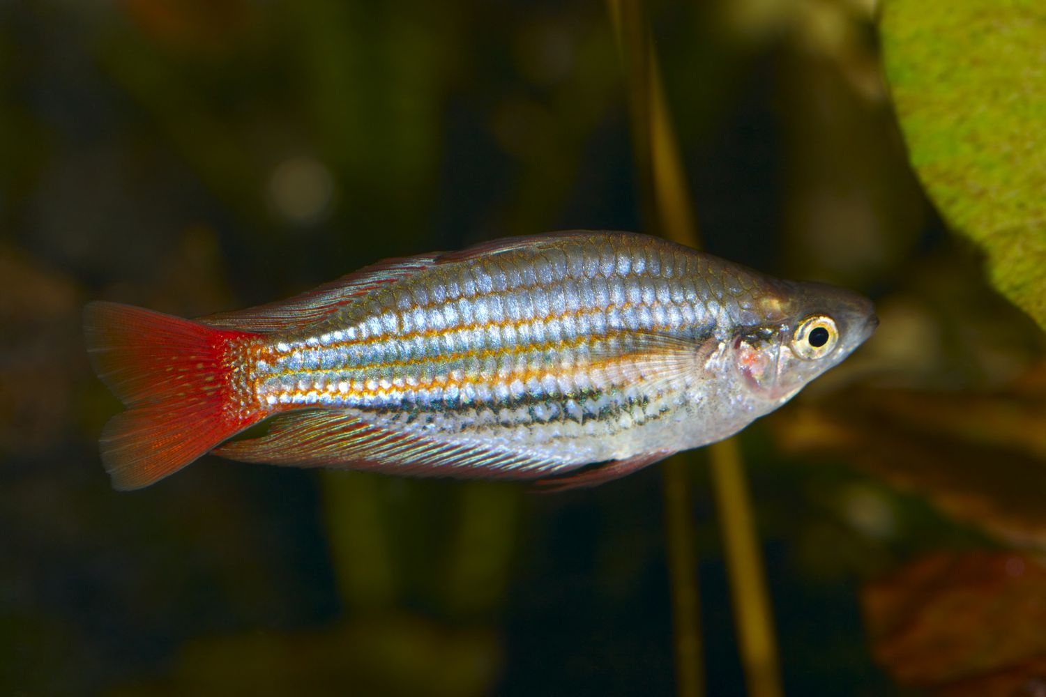 带状Rainbowfish