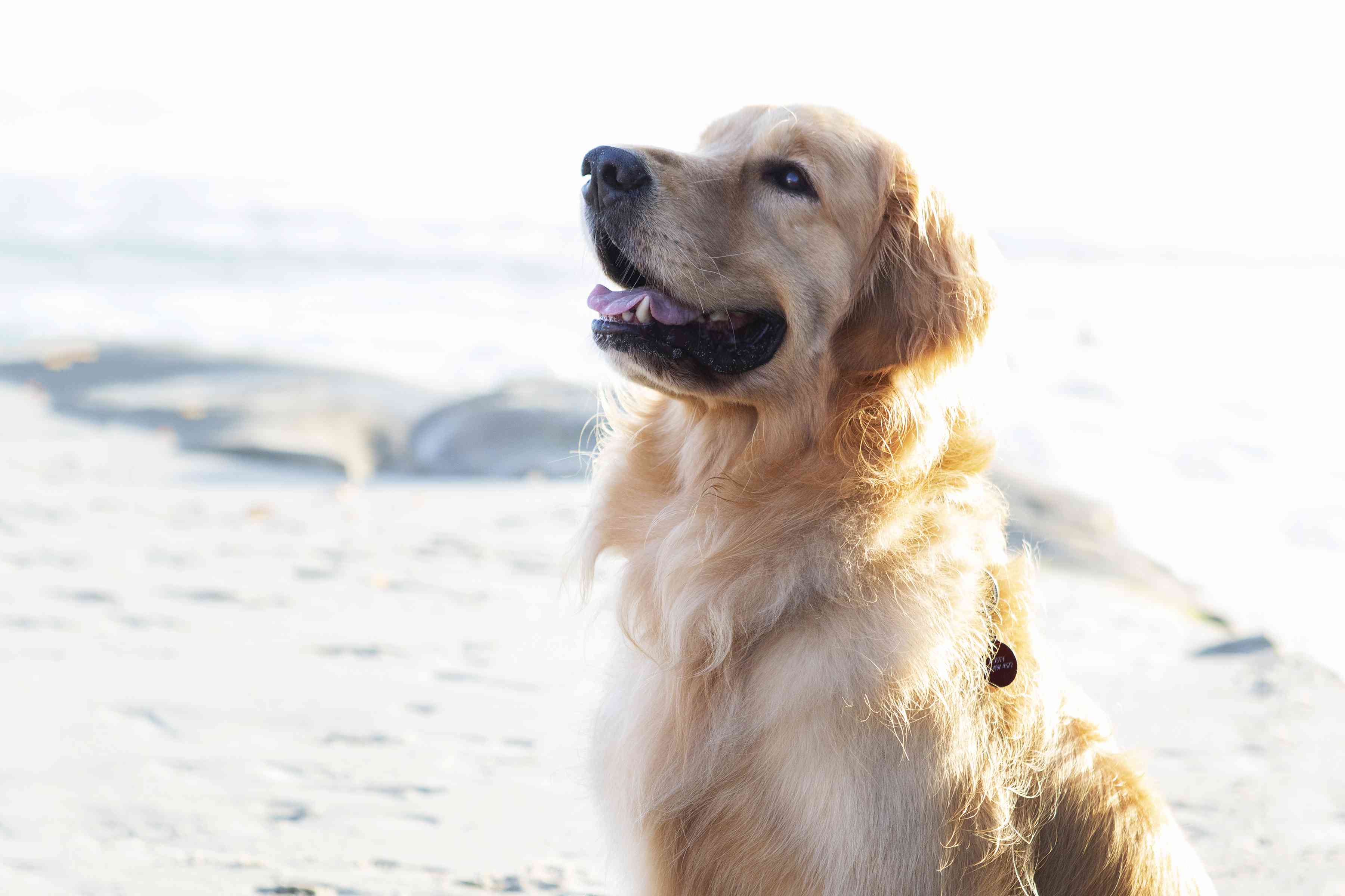 金毛犬坐在水前面，抬头看