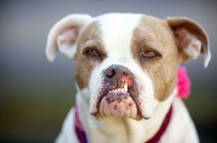 Bulldog with a cleft lip.