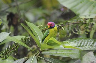 Plum-headed Parakeet