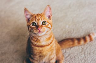 High Angle View Portrait Of Ginger Cat Sitting On Street