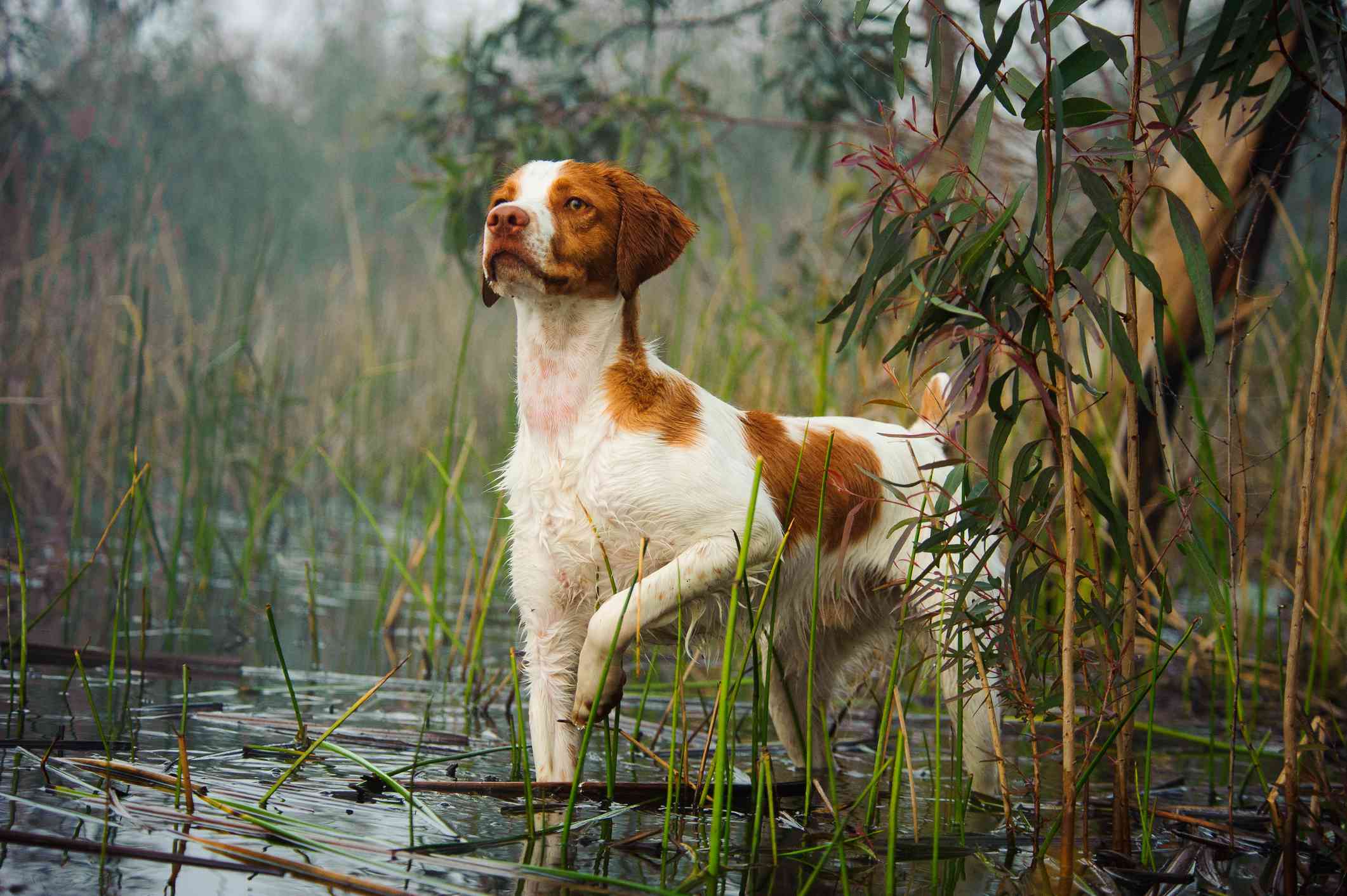 布列塔尼犬