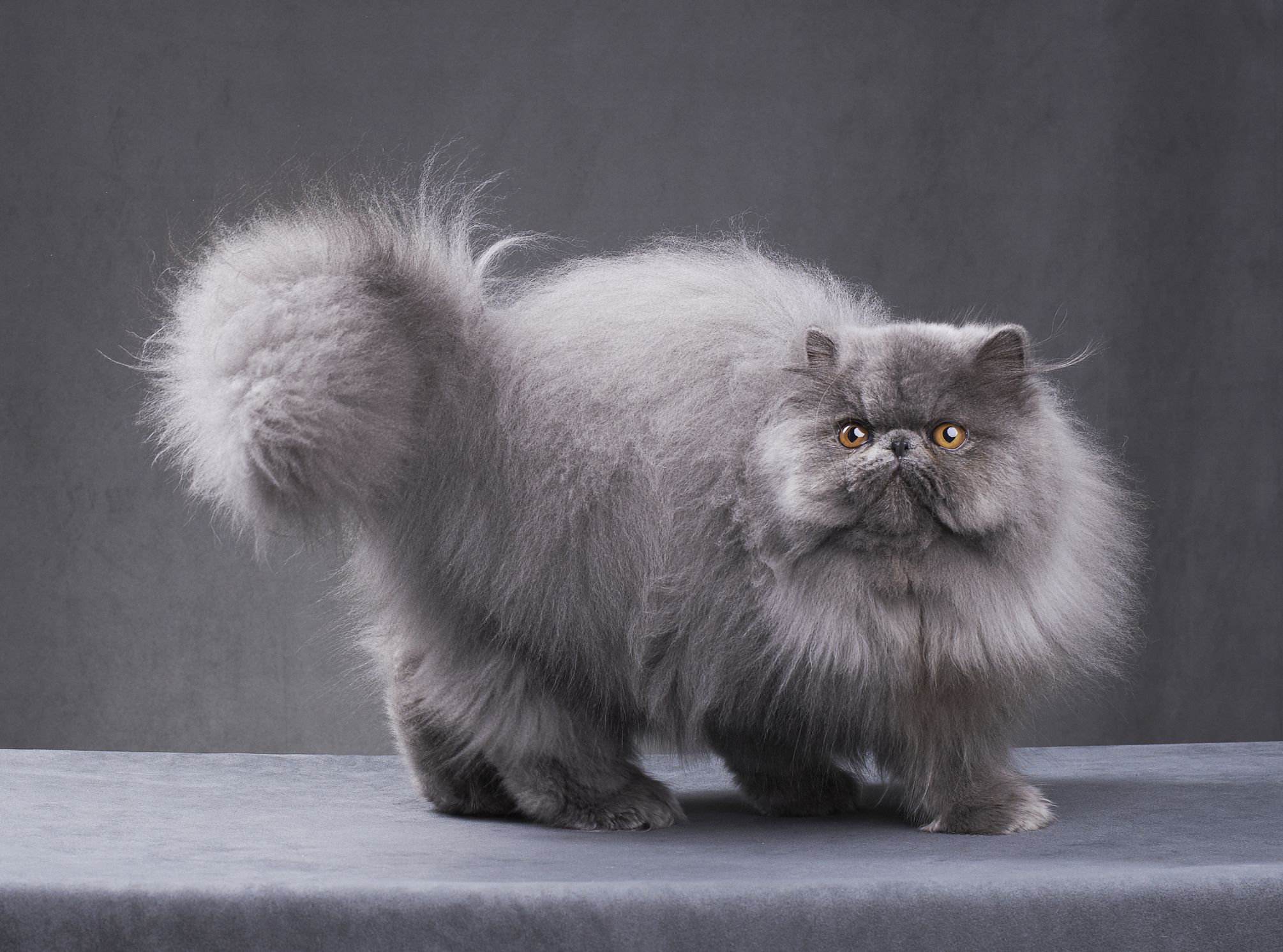 Gray Persian cat