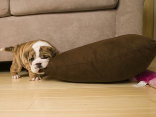 英国牛头犬小狗咬住枕头