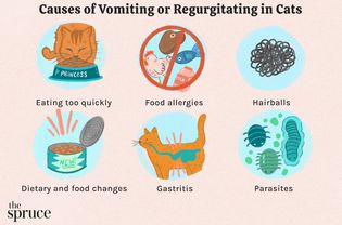 Causes of Vomiting or Regurgitating in Cats