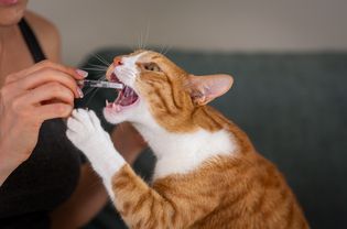 Cat taking medication by mouth