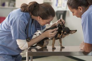 Veterinarian examining small dog