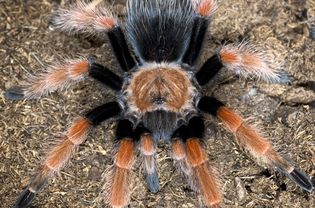 Mexican Red Leg Tarantula on mulch