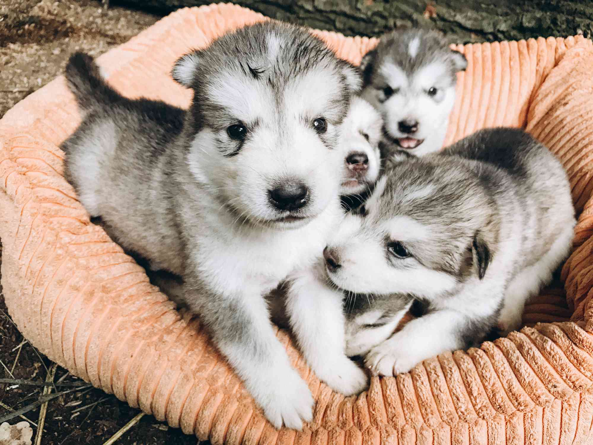 一窝阿拉斯加雪橇犬幼犬在狗床上