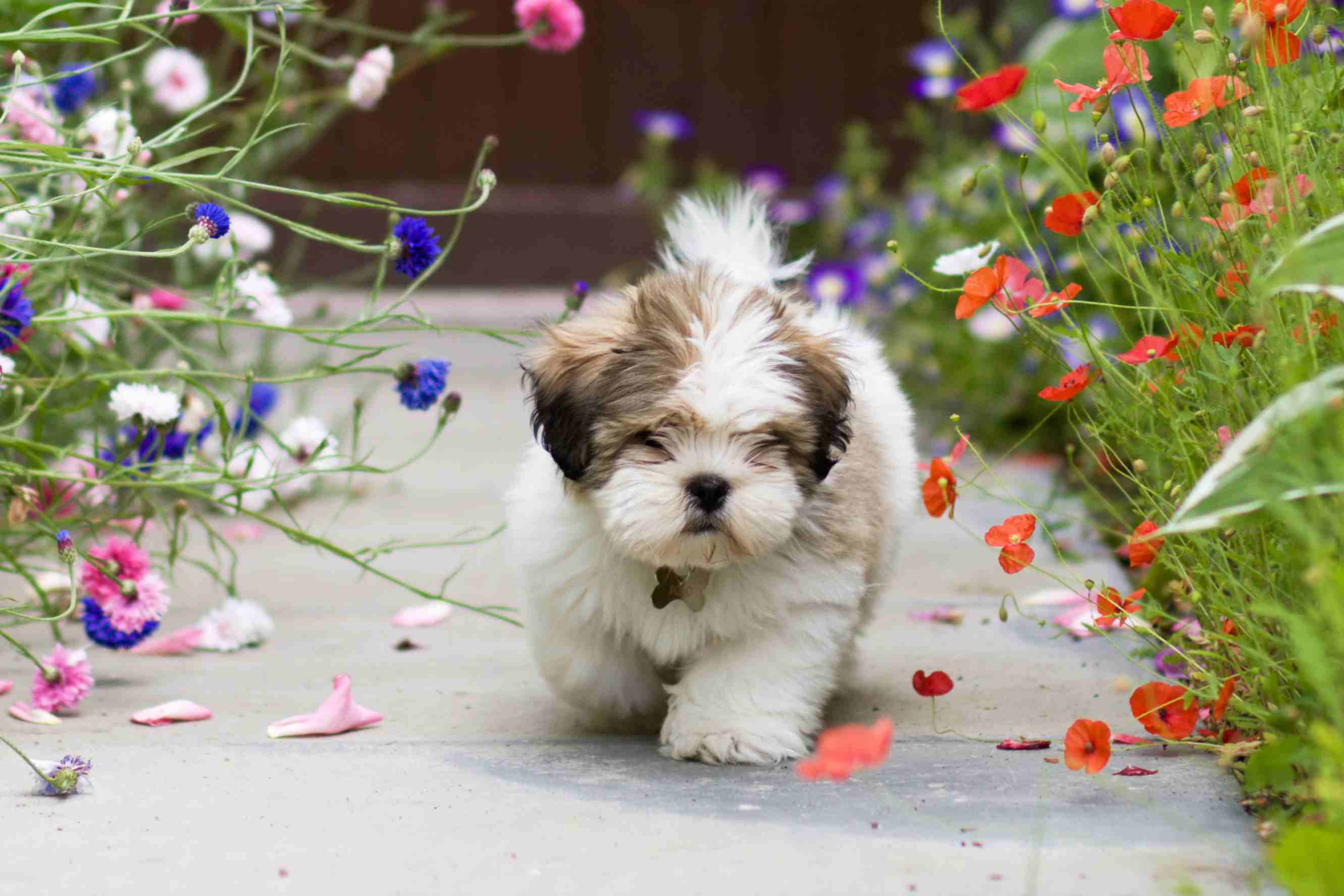 拉萨apso幼犬