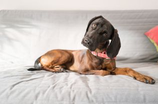 Dog lounging on couch tilting head at photographer