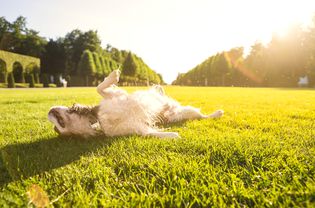 狗在阳光下的草地上滚来滚去