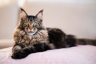 Brown tabby Maine Coon cat