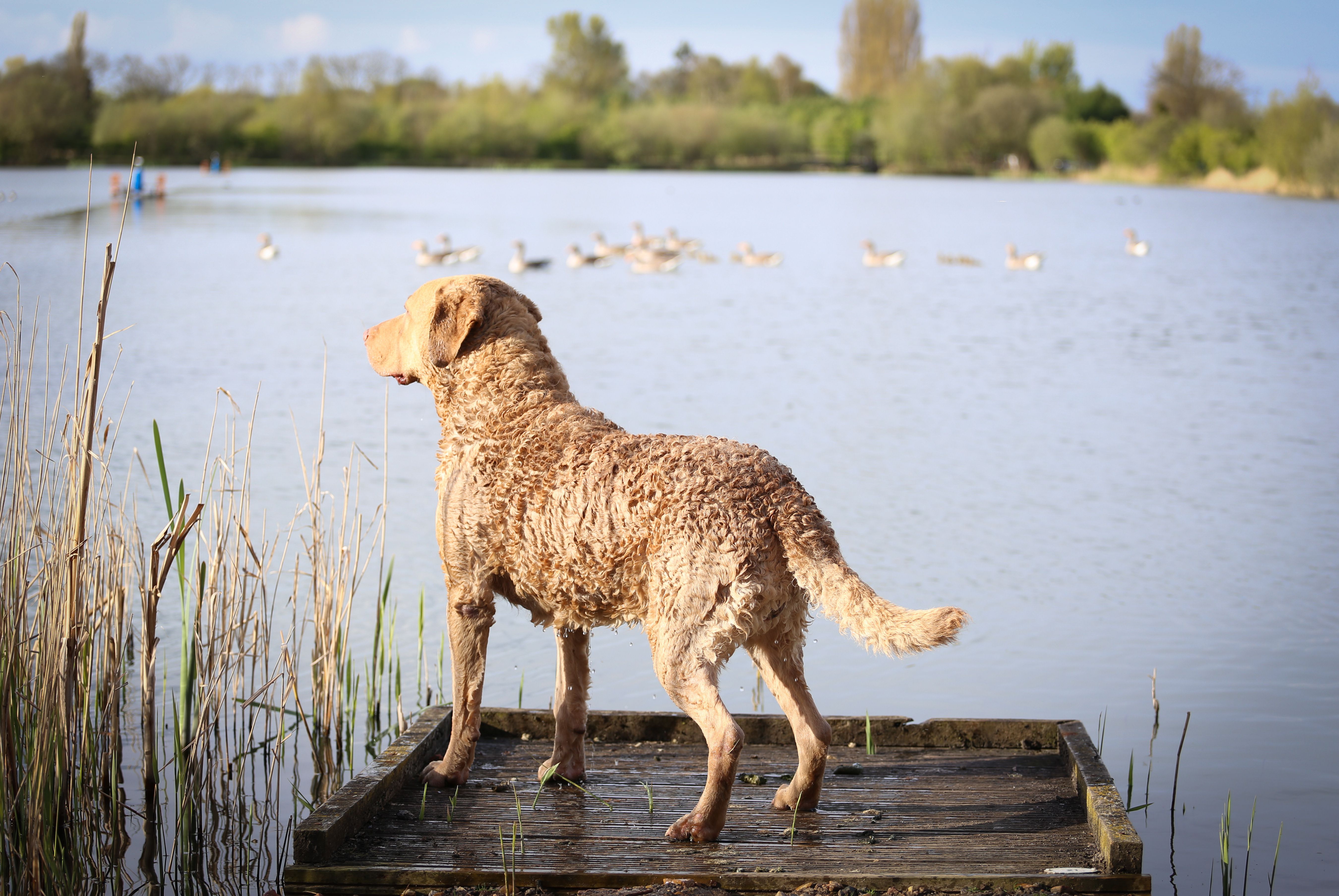 Chesapeake Bay retriever on a dock