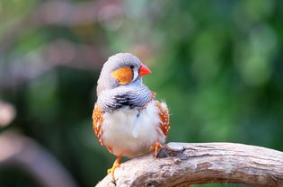 Lovely Zebra Finch