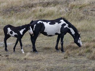 在田野里画马、母马和小马驹