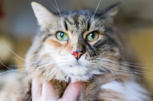 Close-up of cat nose with blood.