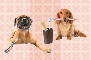 Best Dog Toothbrushes