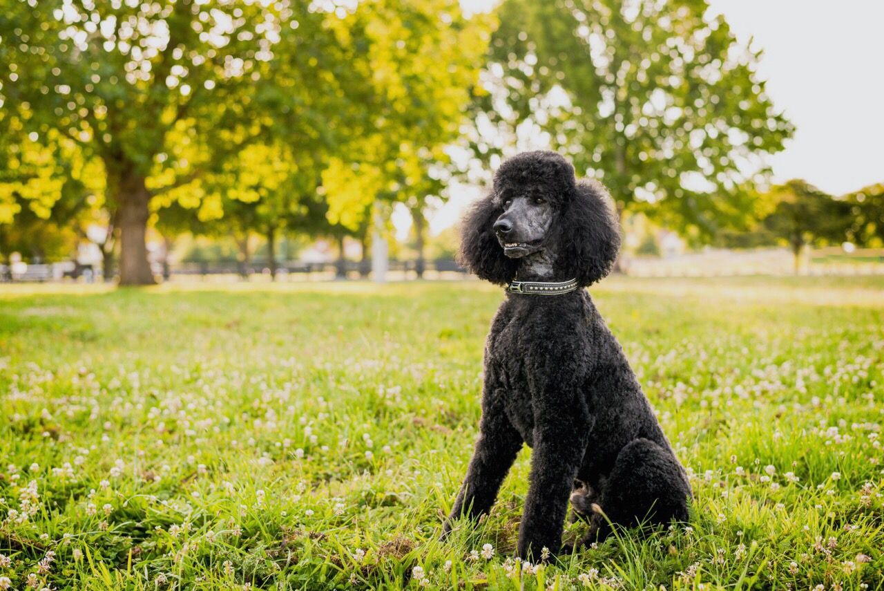 best medium-sized dog breeds - standard poodle in grass