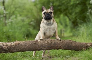 法国斗牛犬前脚站在圆木上