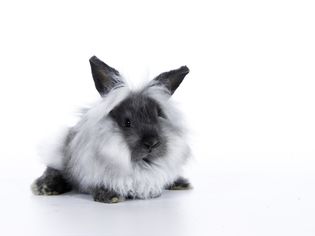 gray and white lionhead rabbit