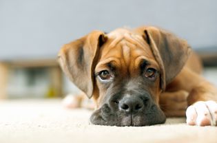 Close view of a puppy laying on the floor