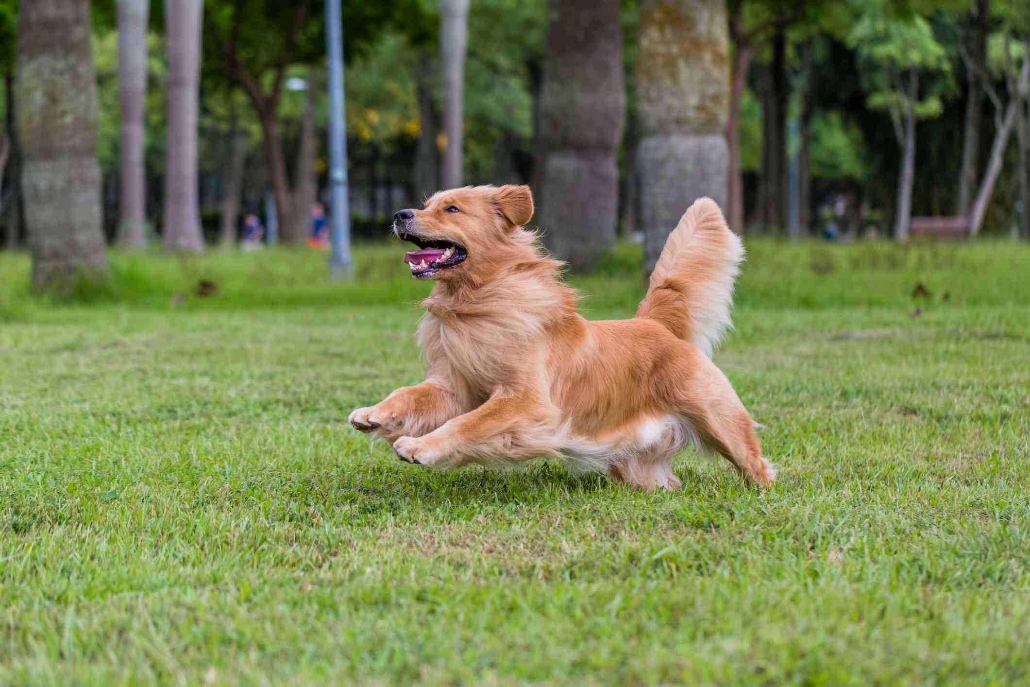 一只快乐的金毛猎犬在奔跑